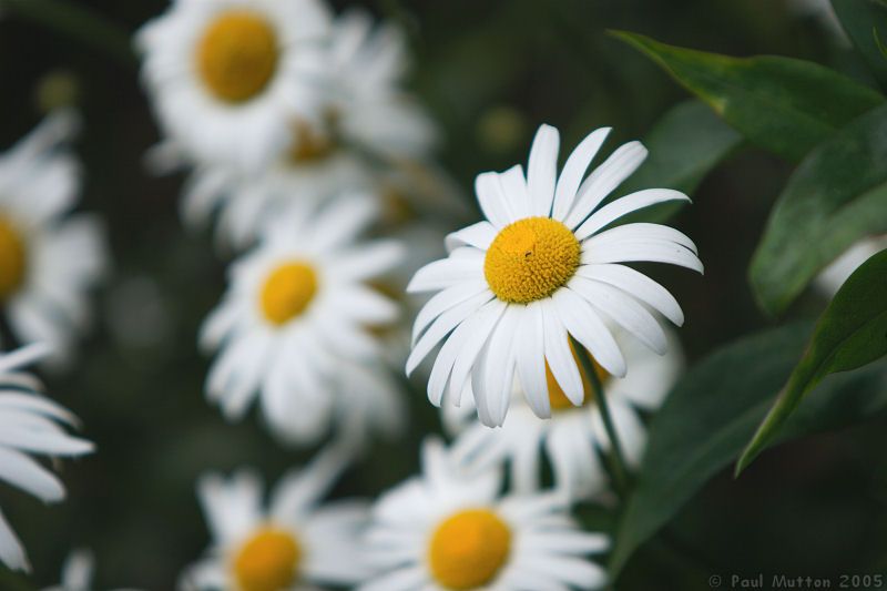 Photo giant daisies